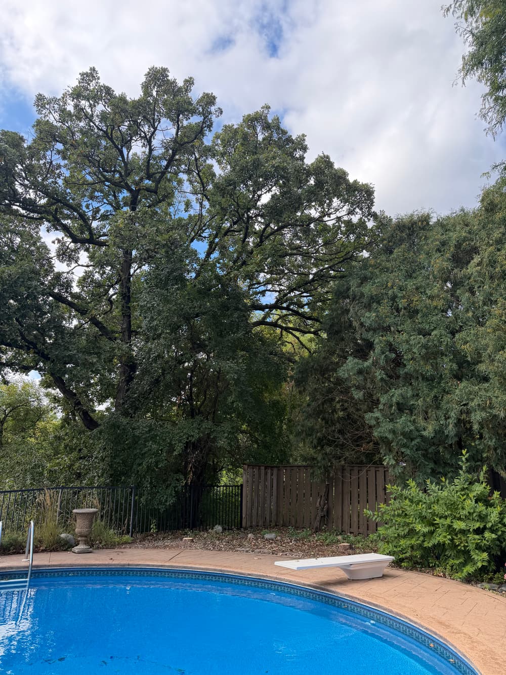 Gallery photos for Oak Pruning, Pine Removal and Stump Grinding in Eden Prairie: Image #5