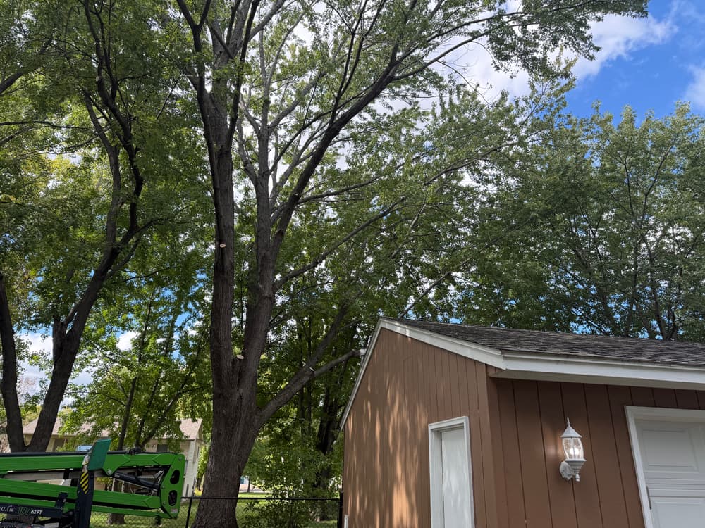 Gallery photos for Clearance Pruning for a New Homeowner in Minneapolis: Image #1