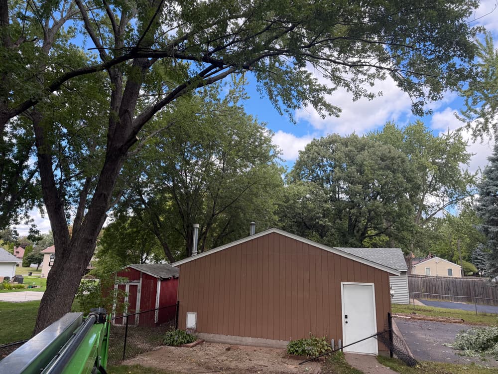 Gallery photos for Clearance Pruning for a New Homeowner in Minneapolis: Image #2