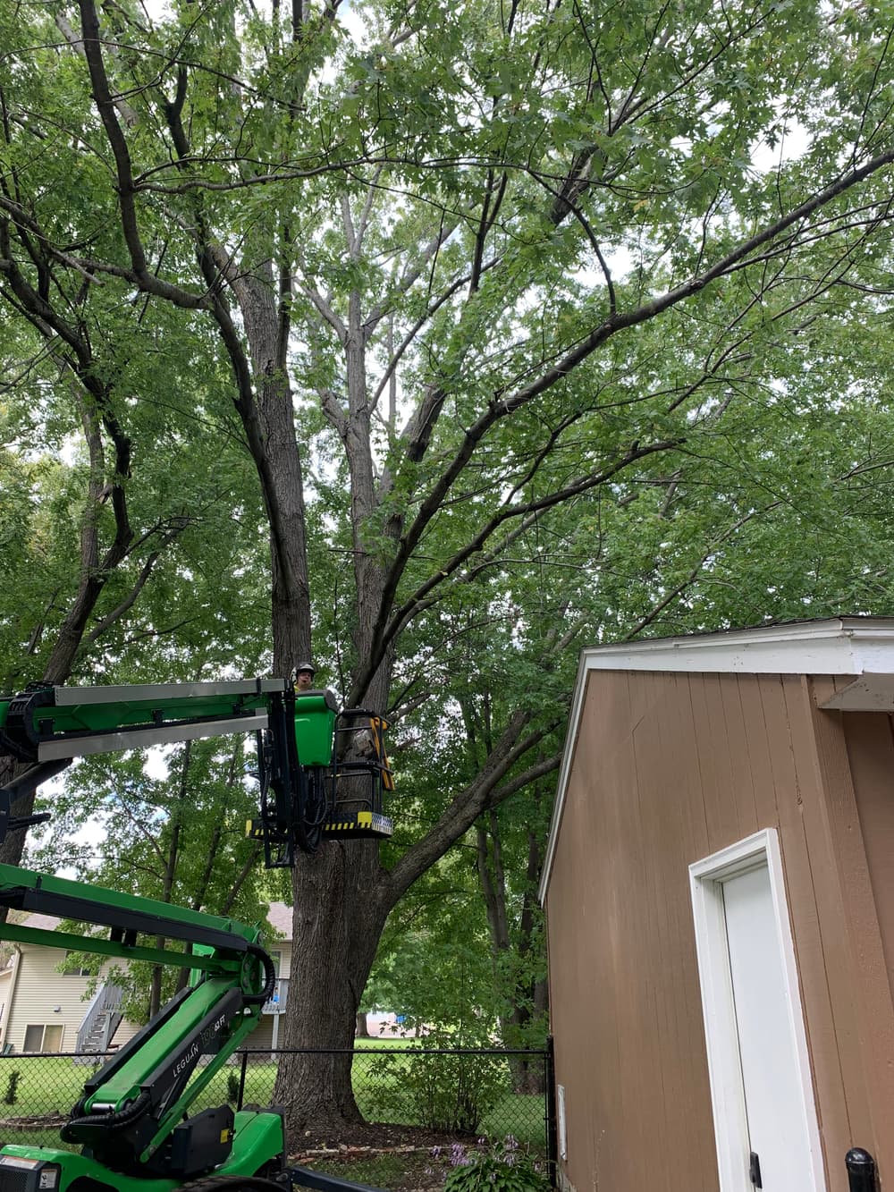 Clearance Pruning for a New Homeowner in Minneapolis image