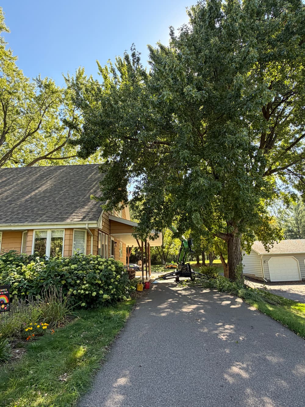 Silver Maple Pruning and Stump Grinding in Roseville image