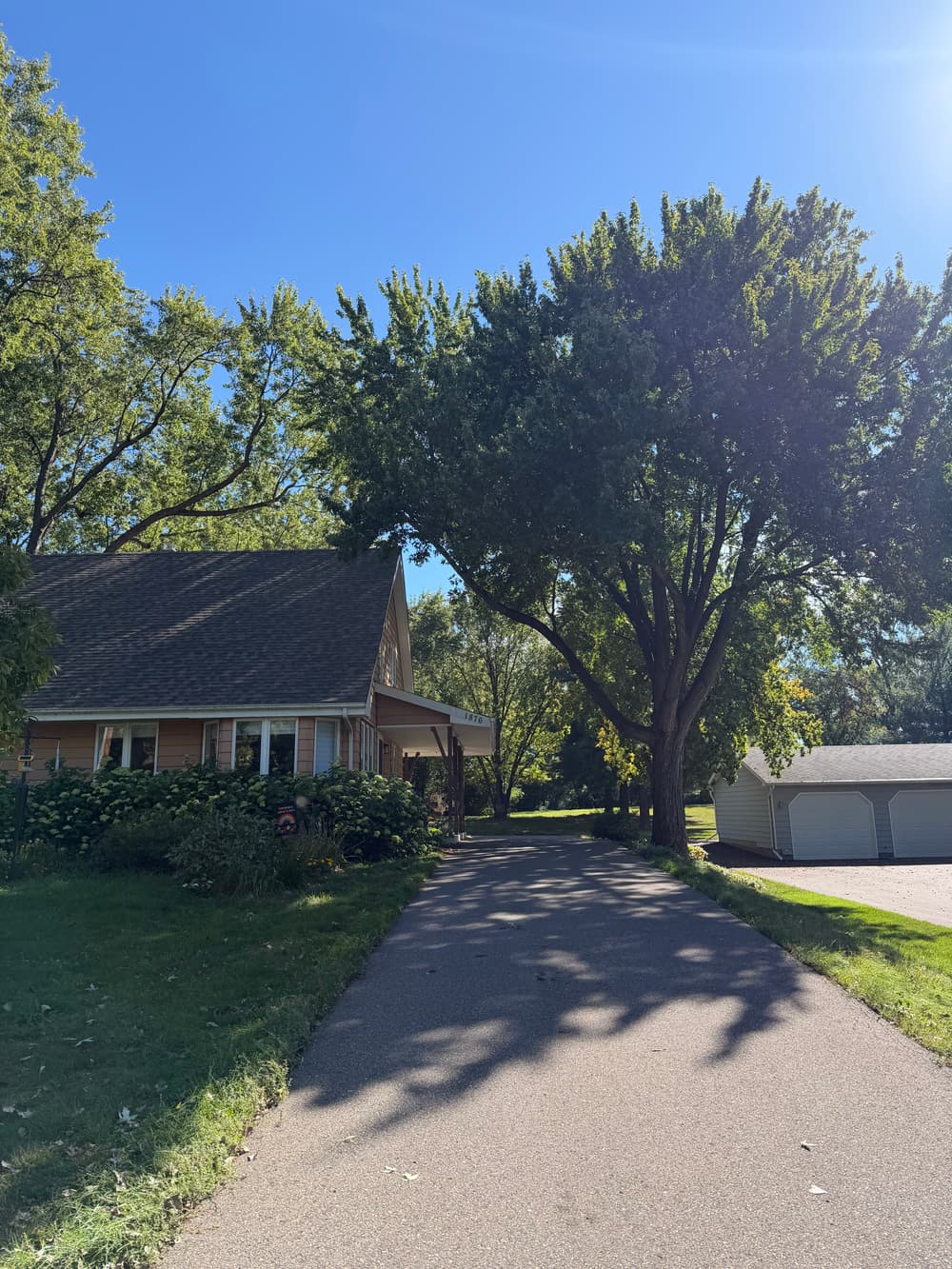 Gallery photos for Silver Maple Pruning and Stump Grinding in Roseville: Image #1