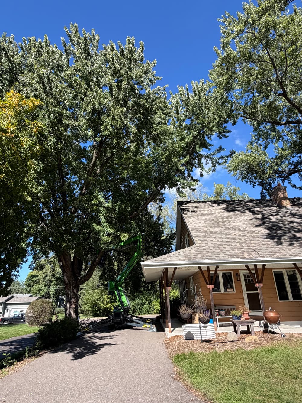Gallery photos for Silver Maple Pruning and Stump Grinding in Roseville: Image #2