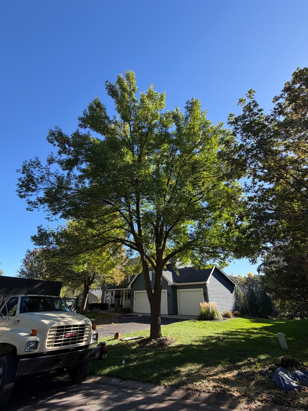 Tree Thinning and Canopy Pruning in Apple Valley, MN image