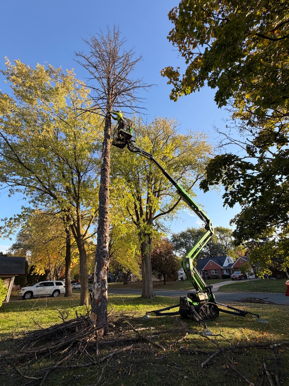 Dead Spruce Tree Removal in White Bear Lake image