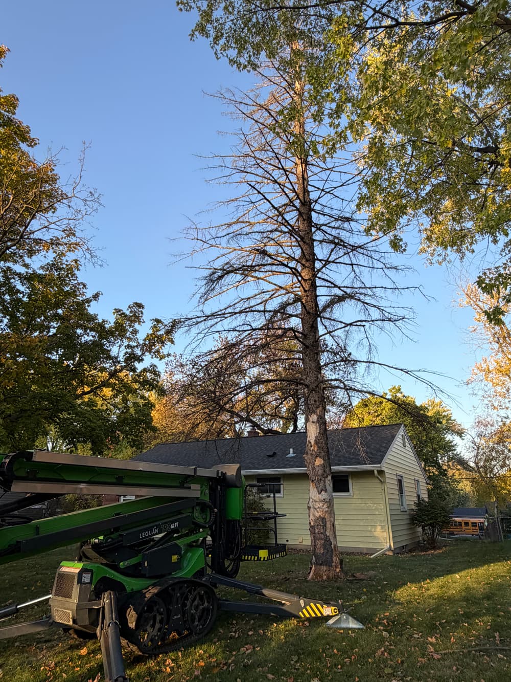 Gallery photos for Dead Spruce Tree Removal in White Bear Lake: Image #2