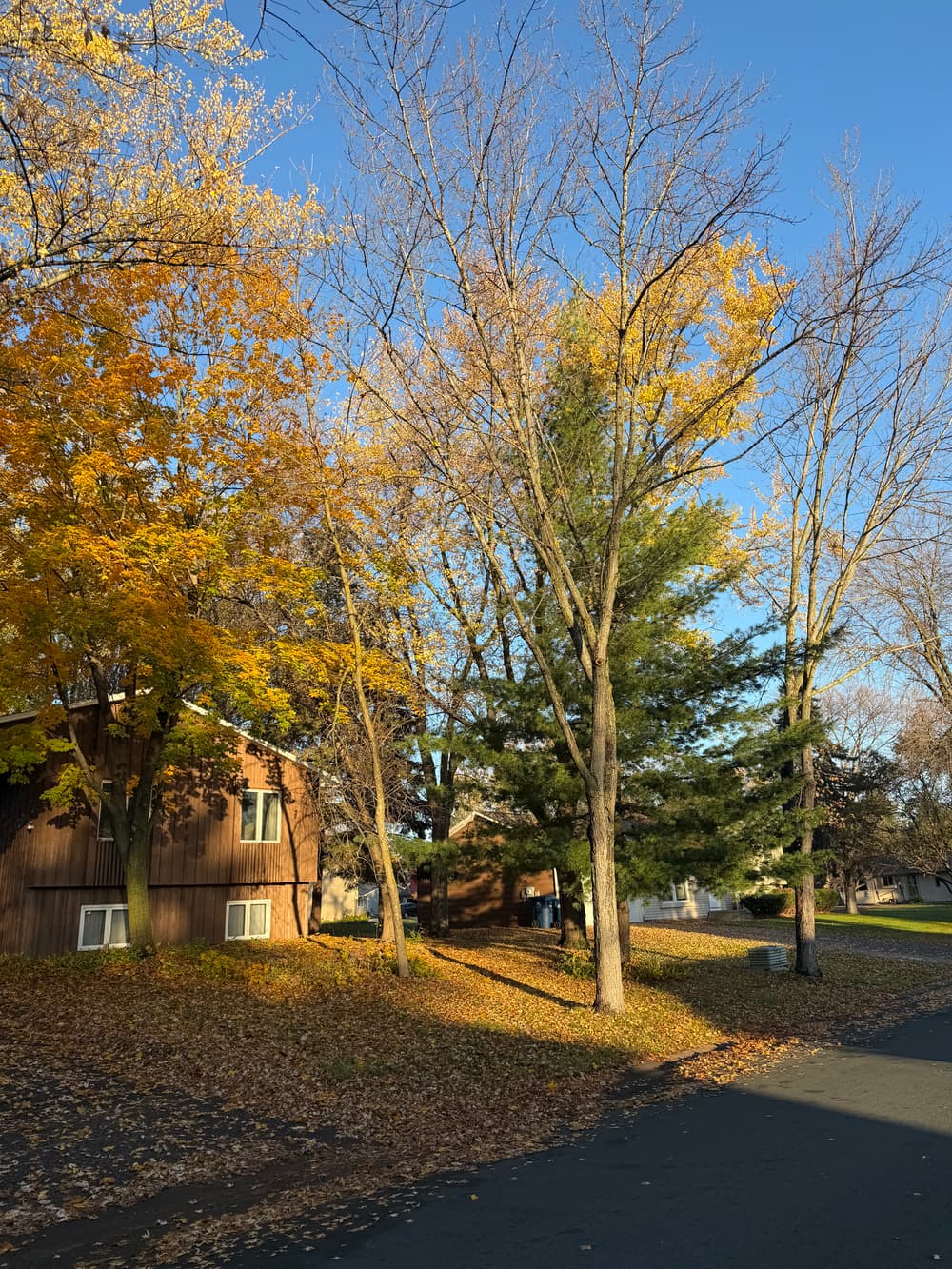 Gallery photos for Dead Tree Removal and Roof Clearance Pruning in Maple Grove, MN: Image #1