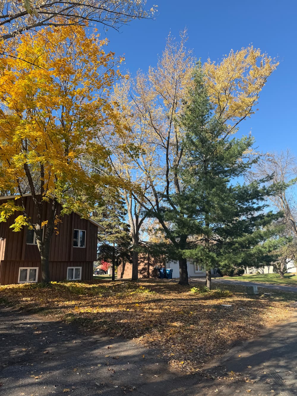 Dead Tree Removal and Roof Clearance Pruning in Maple Grove, MN image