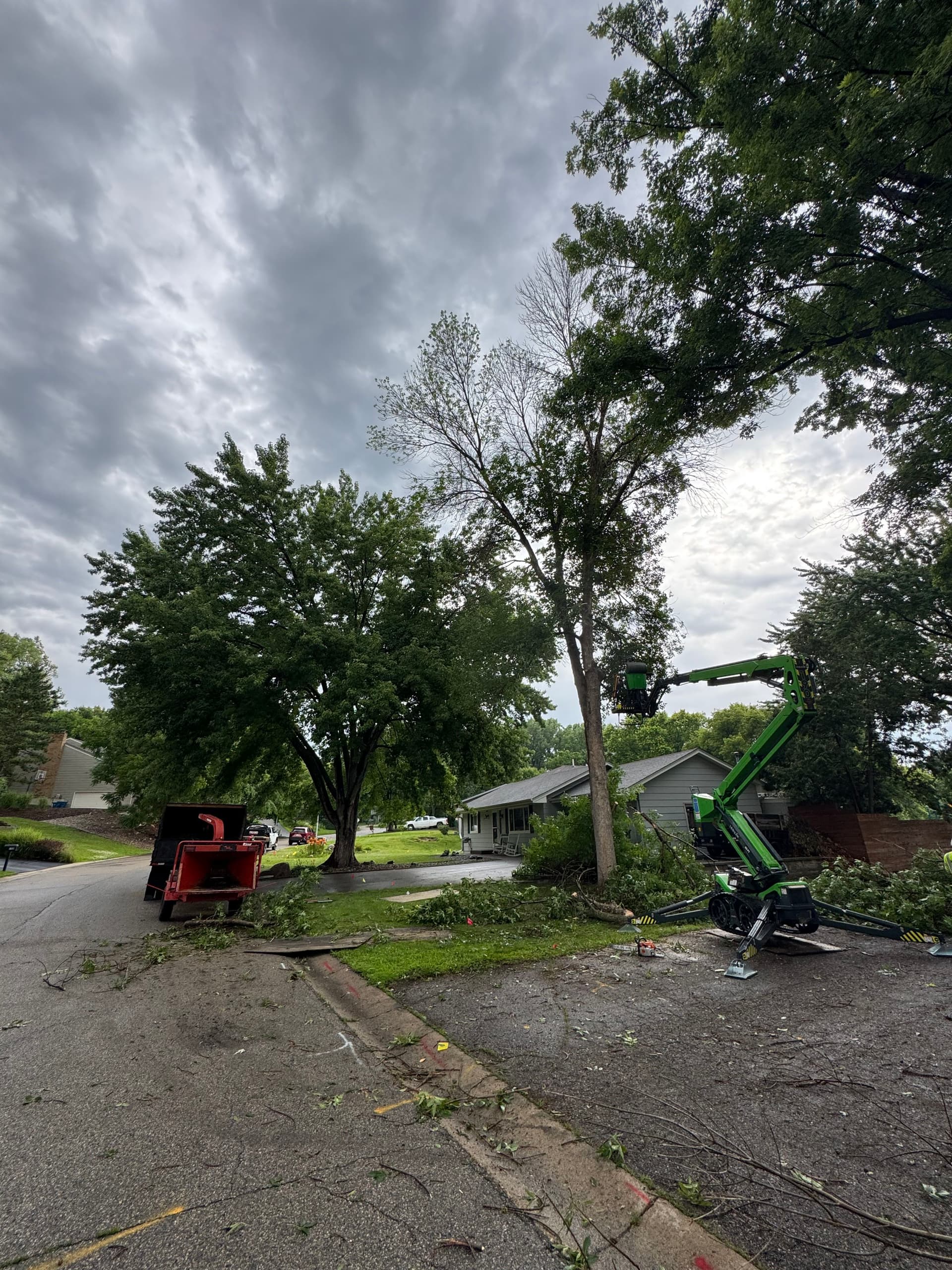 Ash Removal + Cabling and Pruning on an Elm image