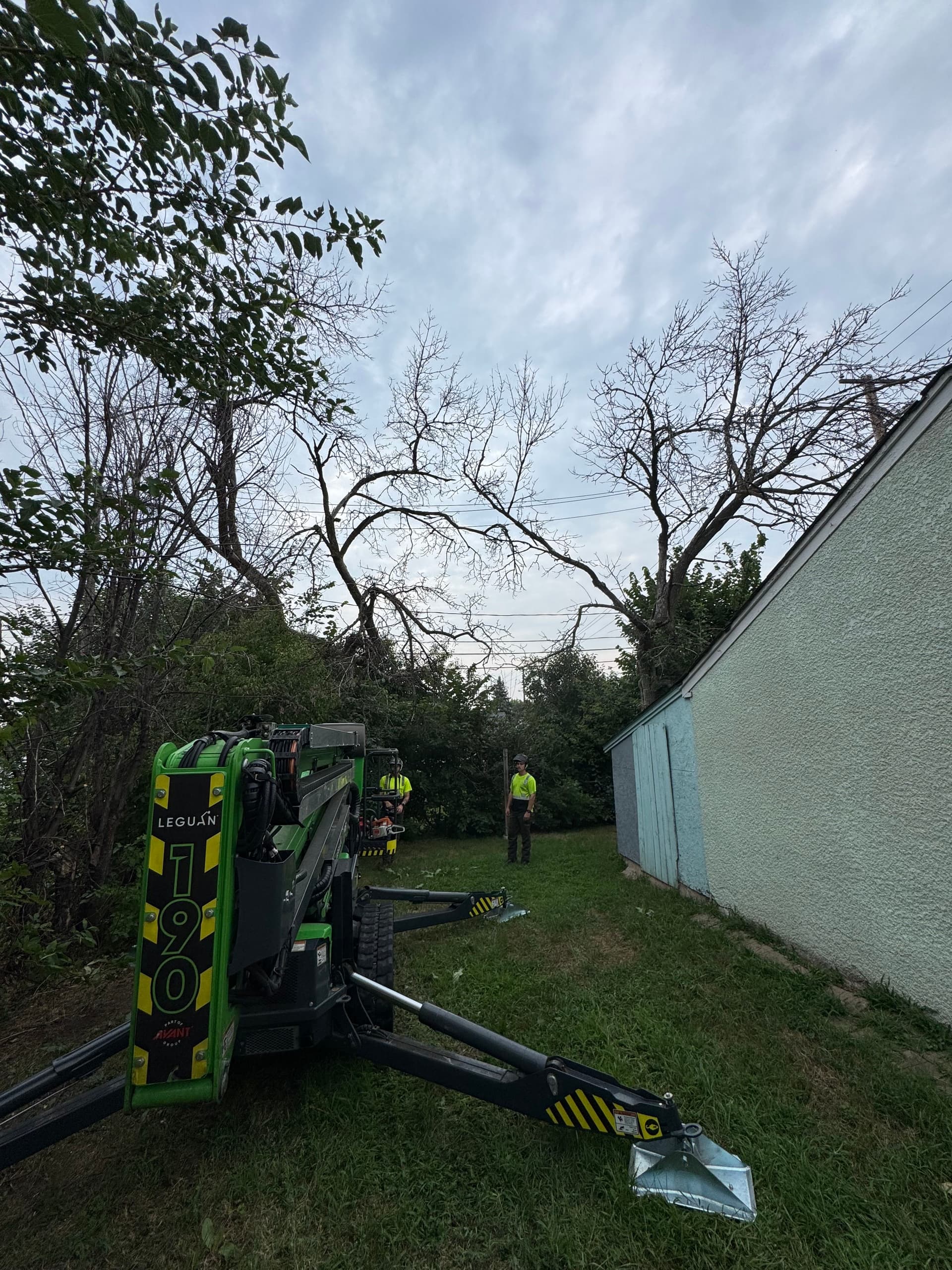 Contract Dead Ash Tree Removals image