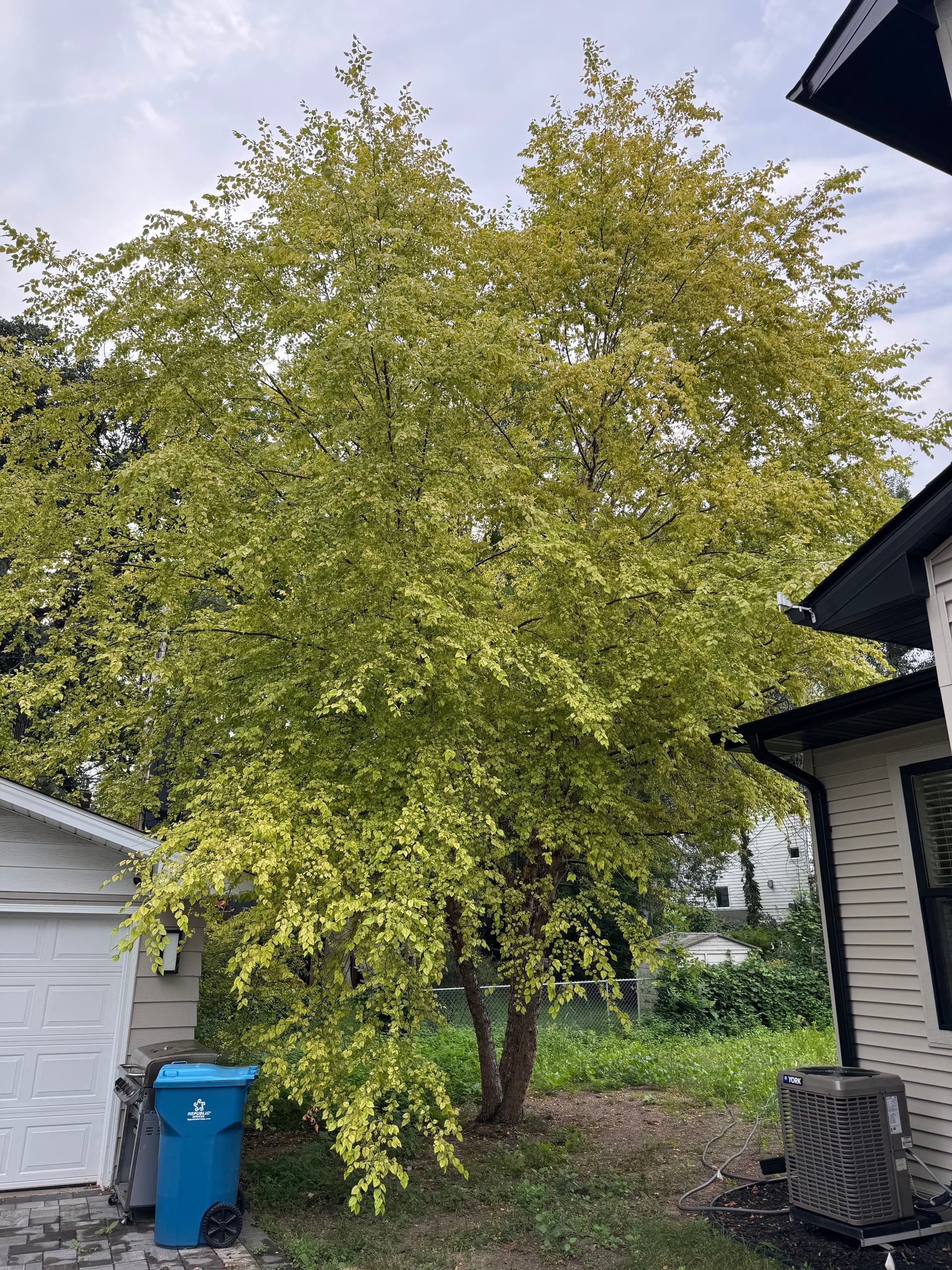 Backyard River Birch Removal image