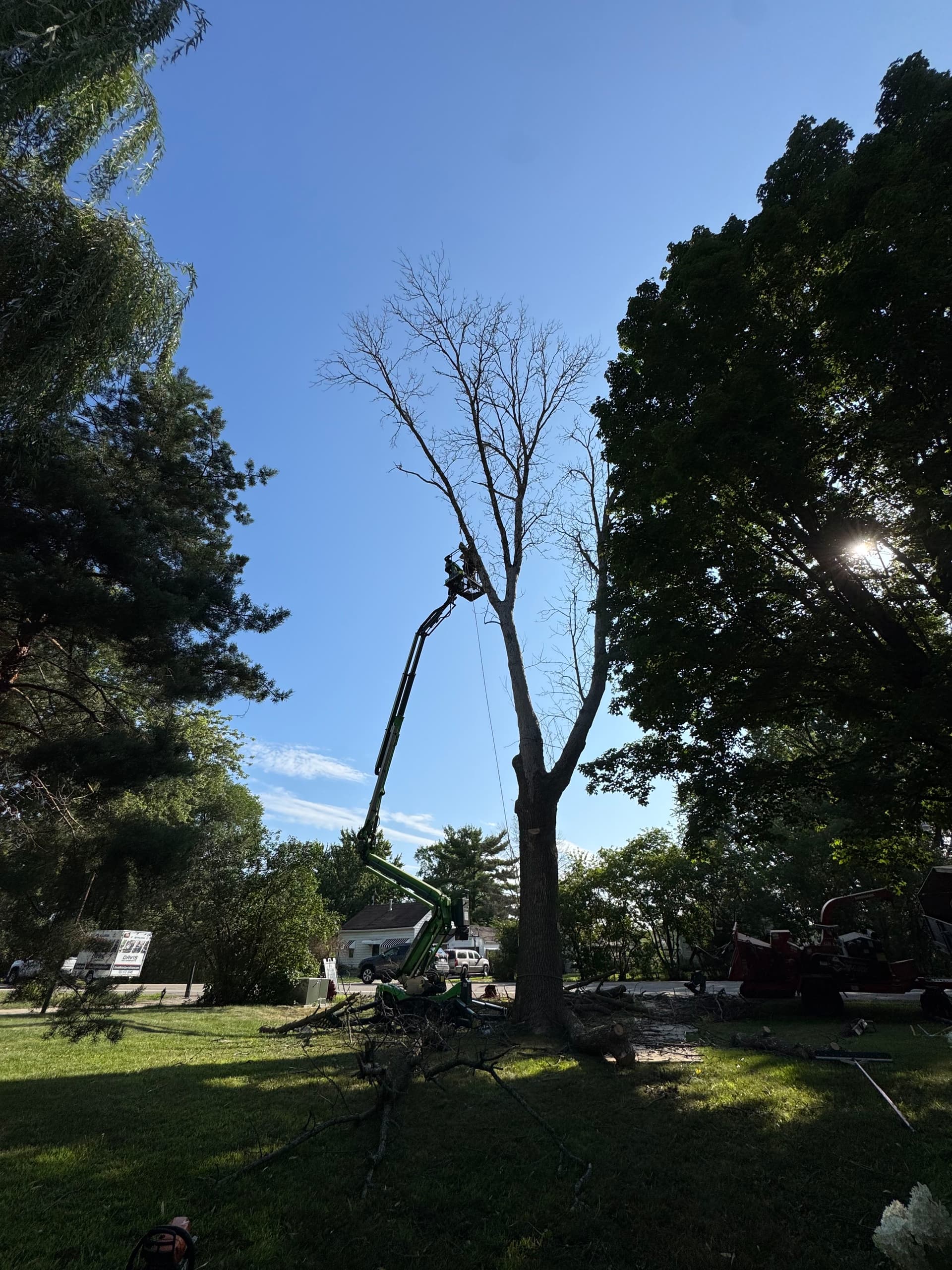 Large Roadside Dead Ash Tree Removal image