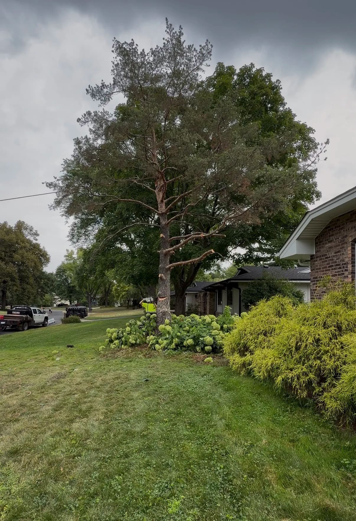 Blog post Ash Removal, Pine Removal, And Stump Grinding in Golden Valley, MN image