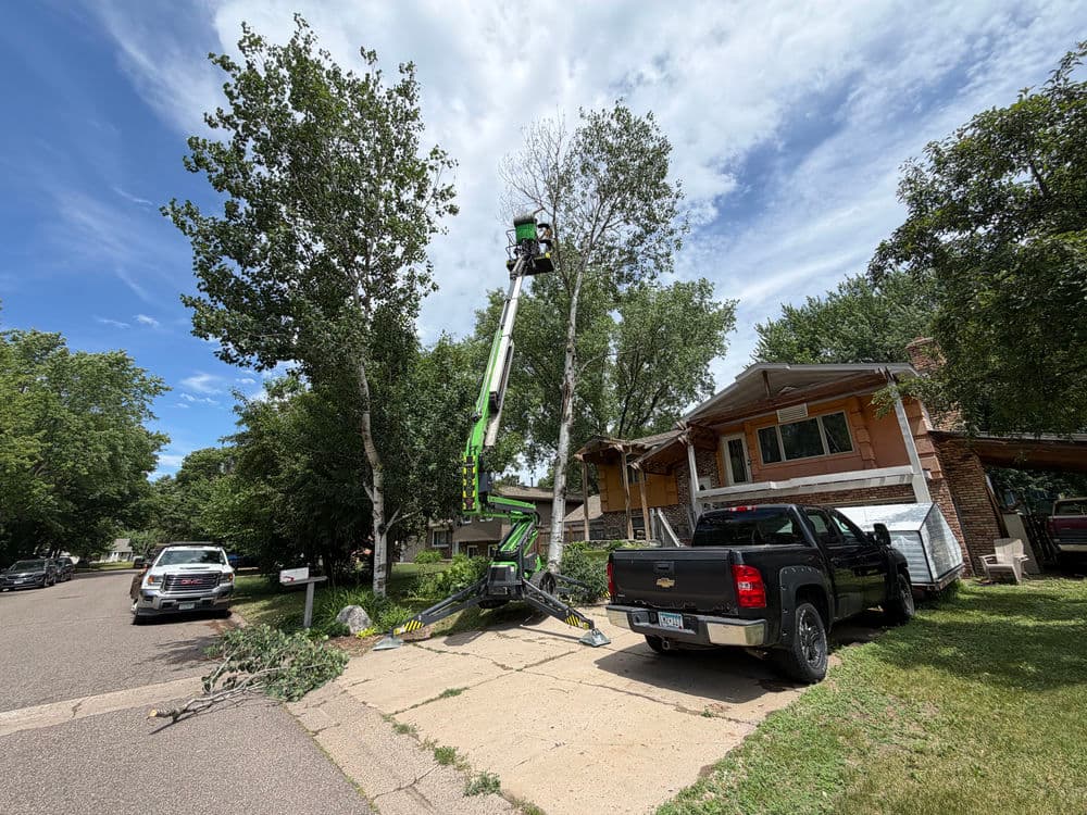 Same-Day Poplar Tree Removal in Circle Pines image