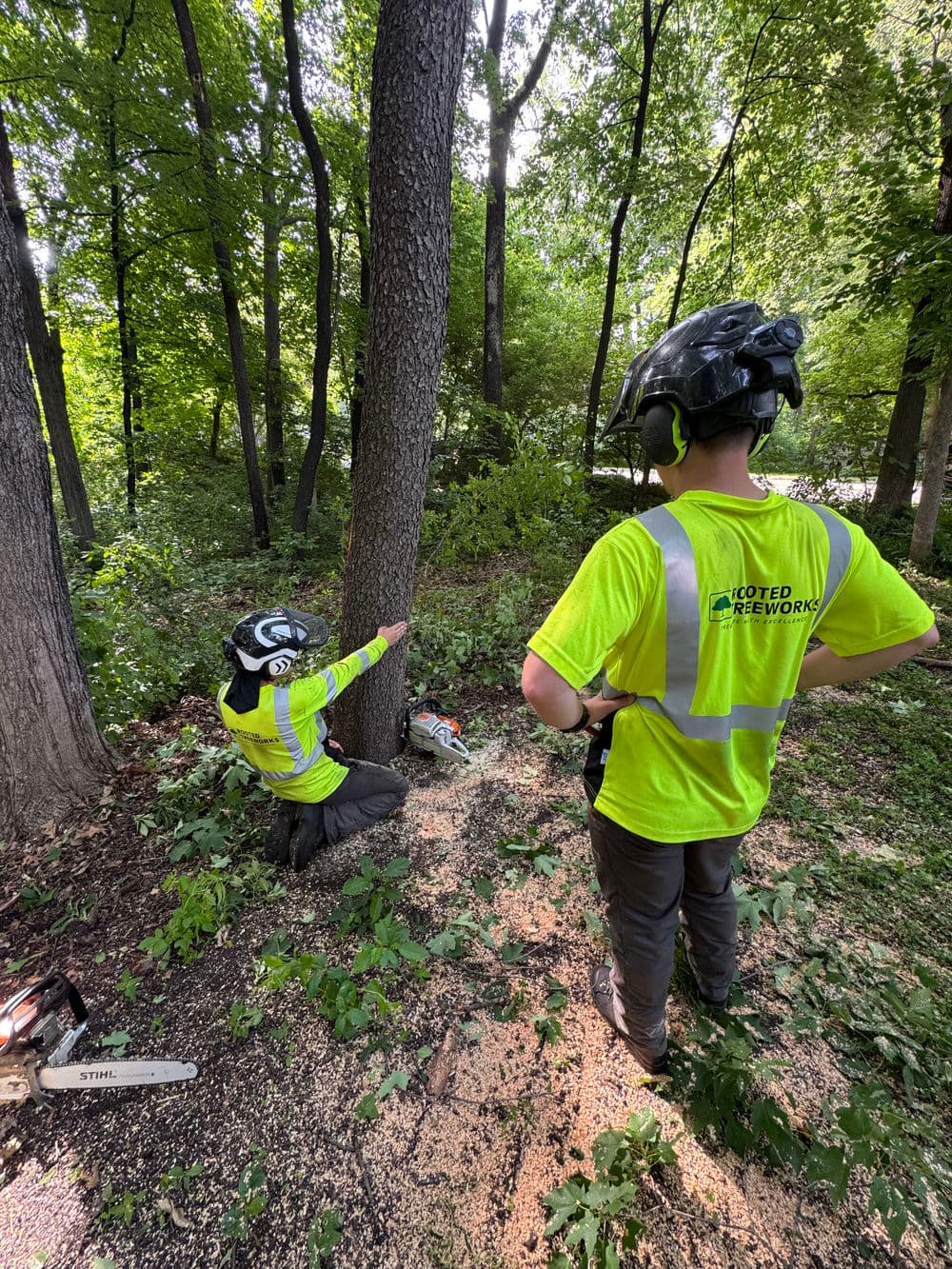 Gallery photos for Tree Removal and Pruning Opens Up a Backyard in Plymouth MN: Image #1