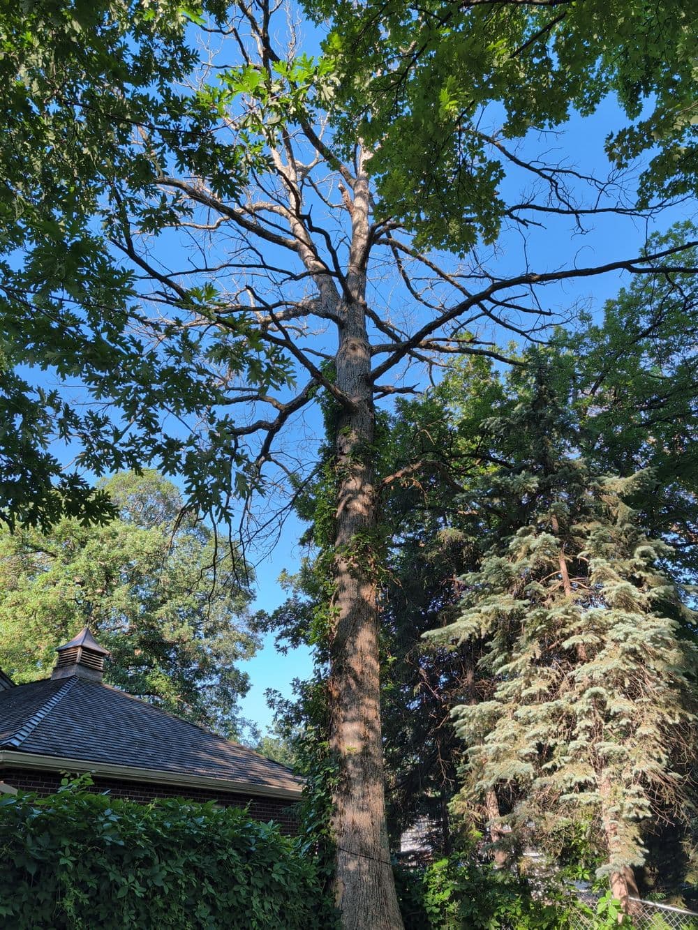 Gallery photos for Three Large Tree Removals with Crane in Minneapolis: Image #1
