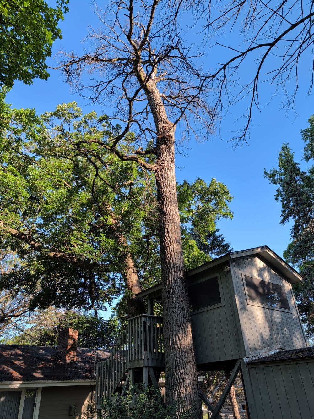 Gallery photos for Three Large Tree Removals with Crane in Minneapolis: Image #2