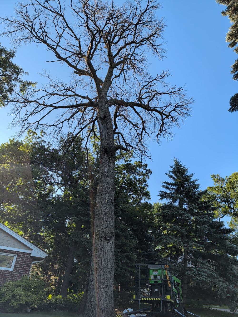 Gallery photos for Three Large Tree Removals with Crane in Minneapolis: Image #3