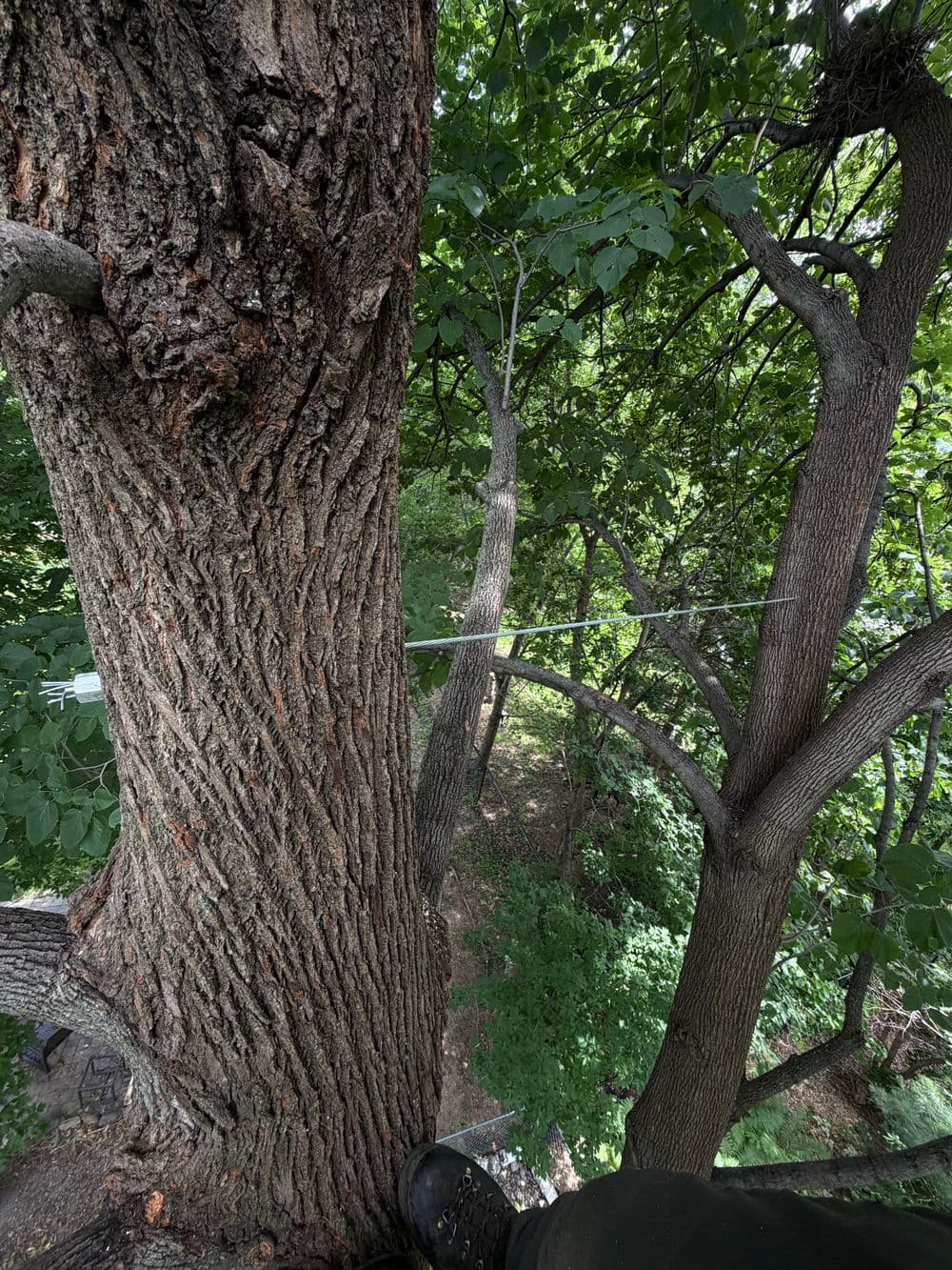 Steel Cabling Saves a Large Basswood in Eden Prairie image