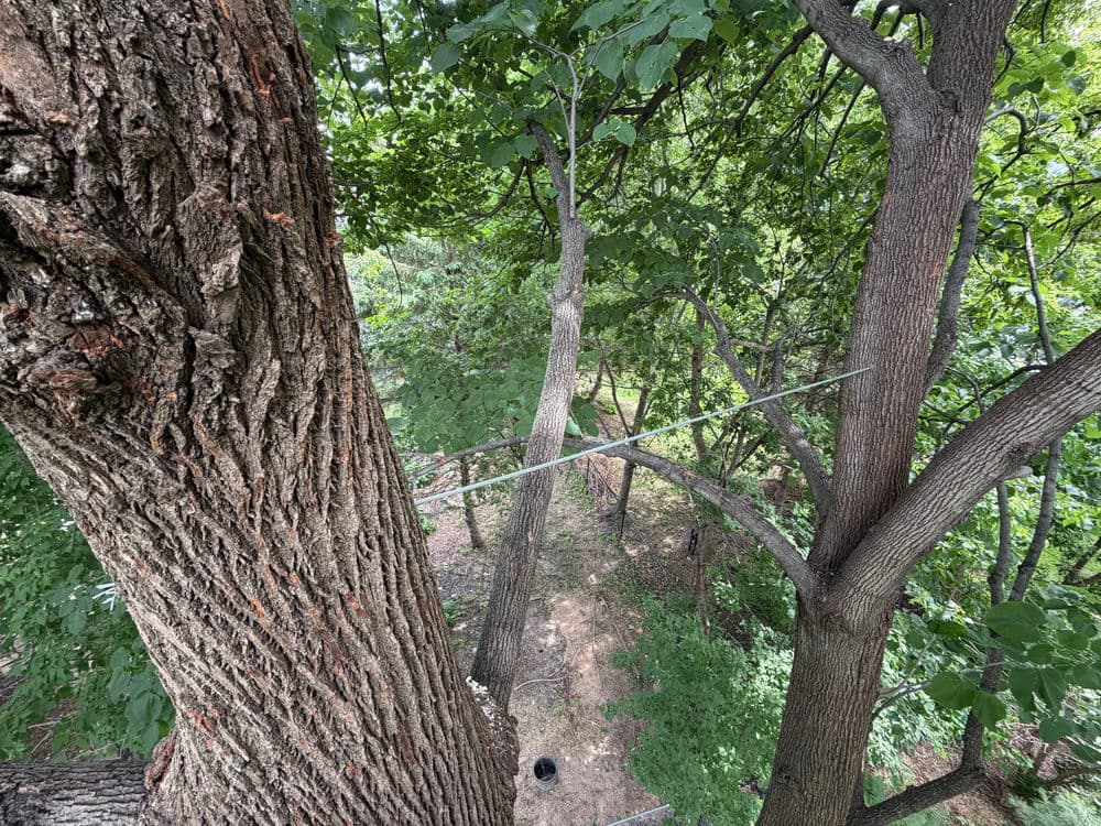Gallery photos for Steel Cabling Saves a Large Basswood in Eden Prairie: Image #1