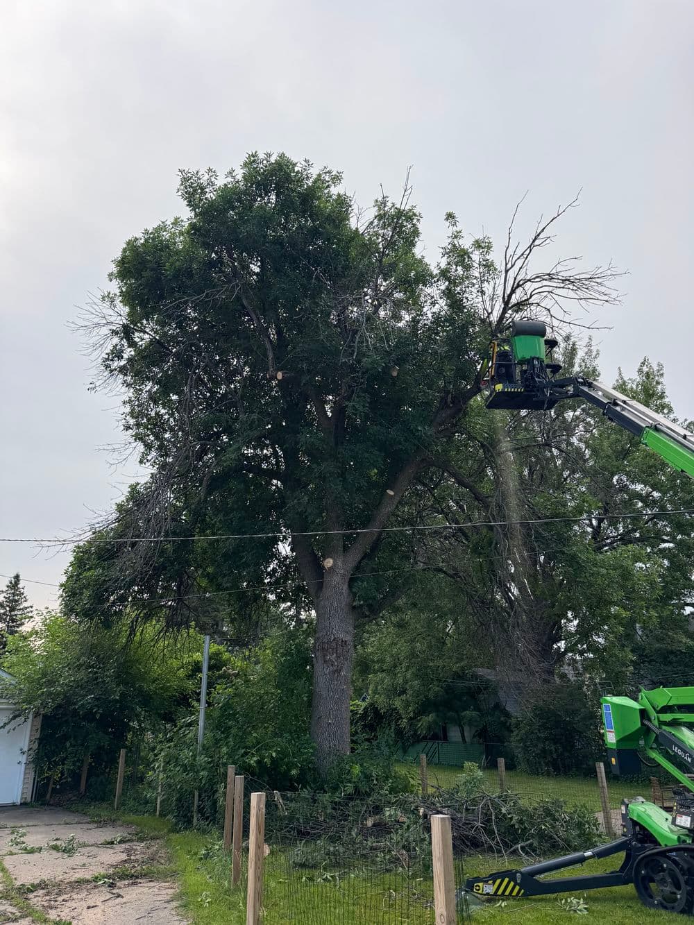 Gallery photos for Ash Tree Removal Near Power Lines in St. Paul: Image #1