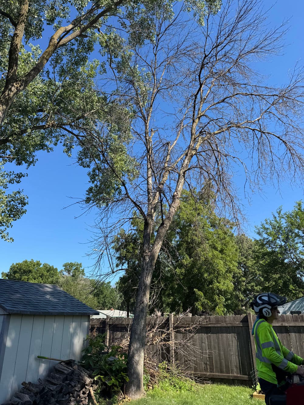 Gallery photos for Dead Ash Tree Removal in a Tight Coon Rapids Backyard: Image #1