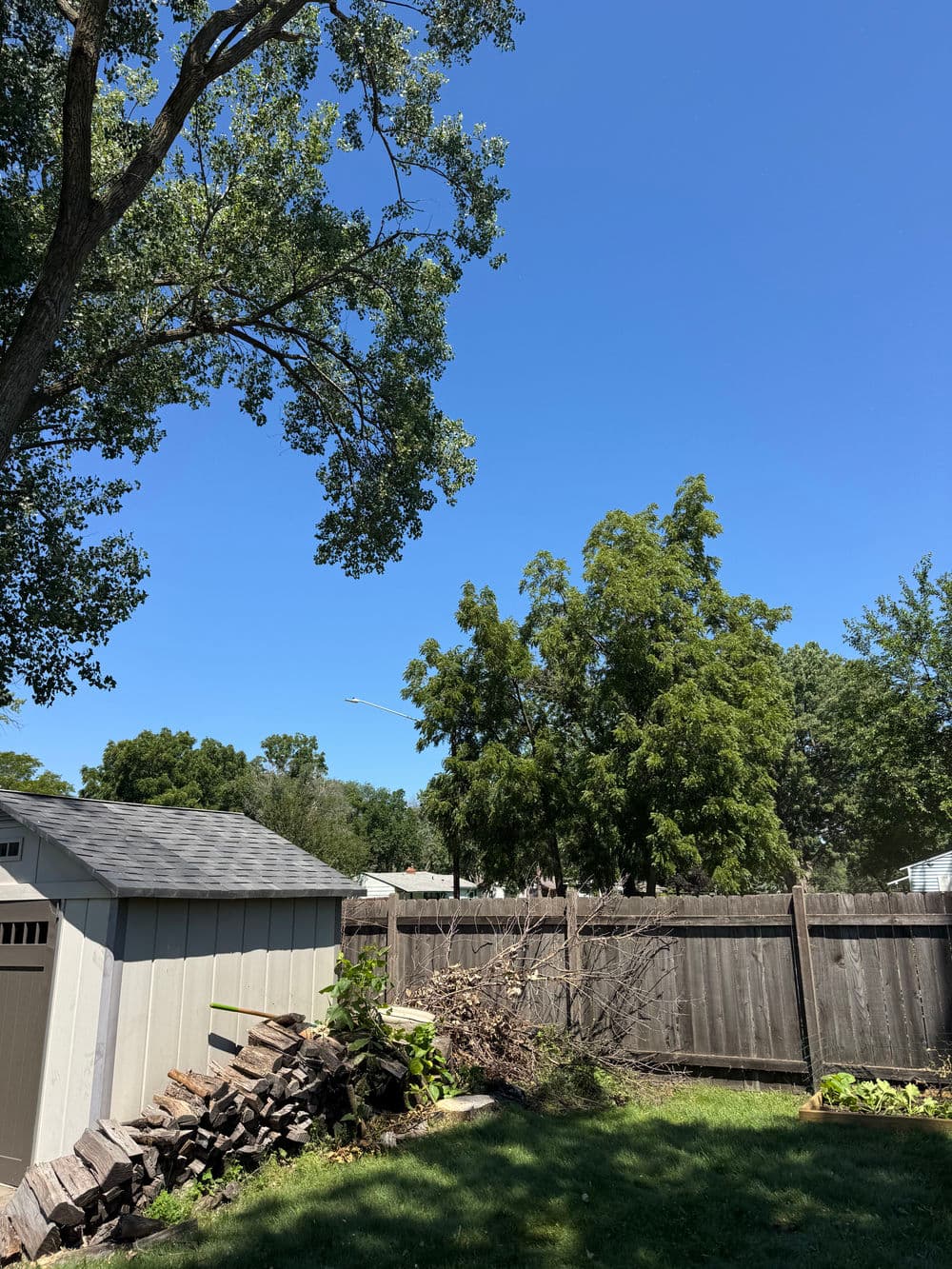 Gallery photos for Dead Ash Tree Removal in a Tight Coon Rapids Backyard: Image #2