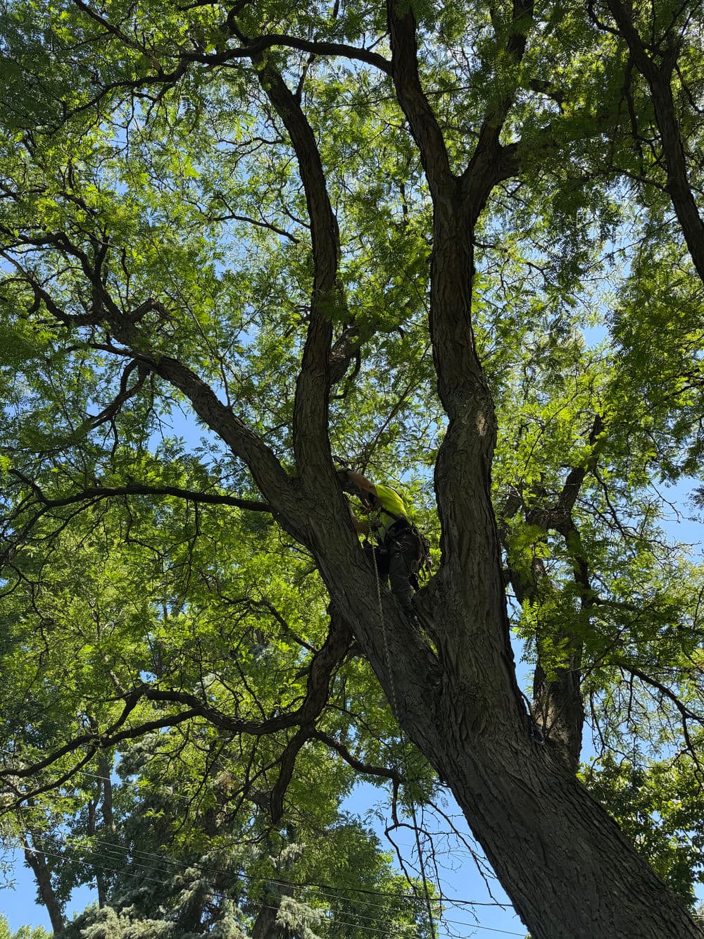 Tree Pruning Around Primary Electrical Lines in Minneapolis image