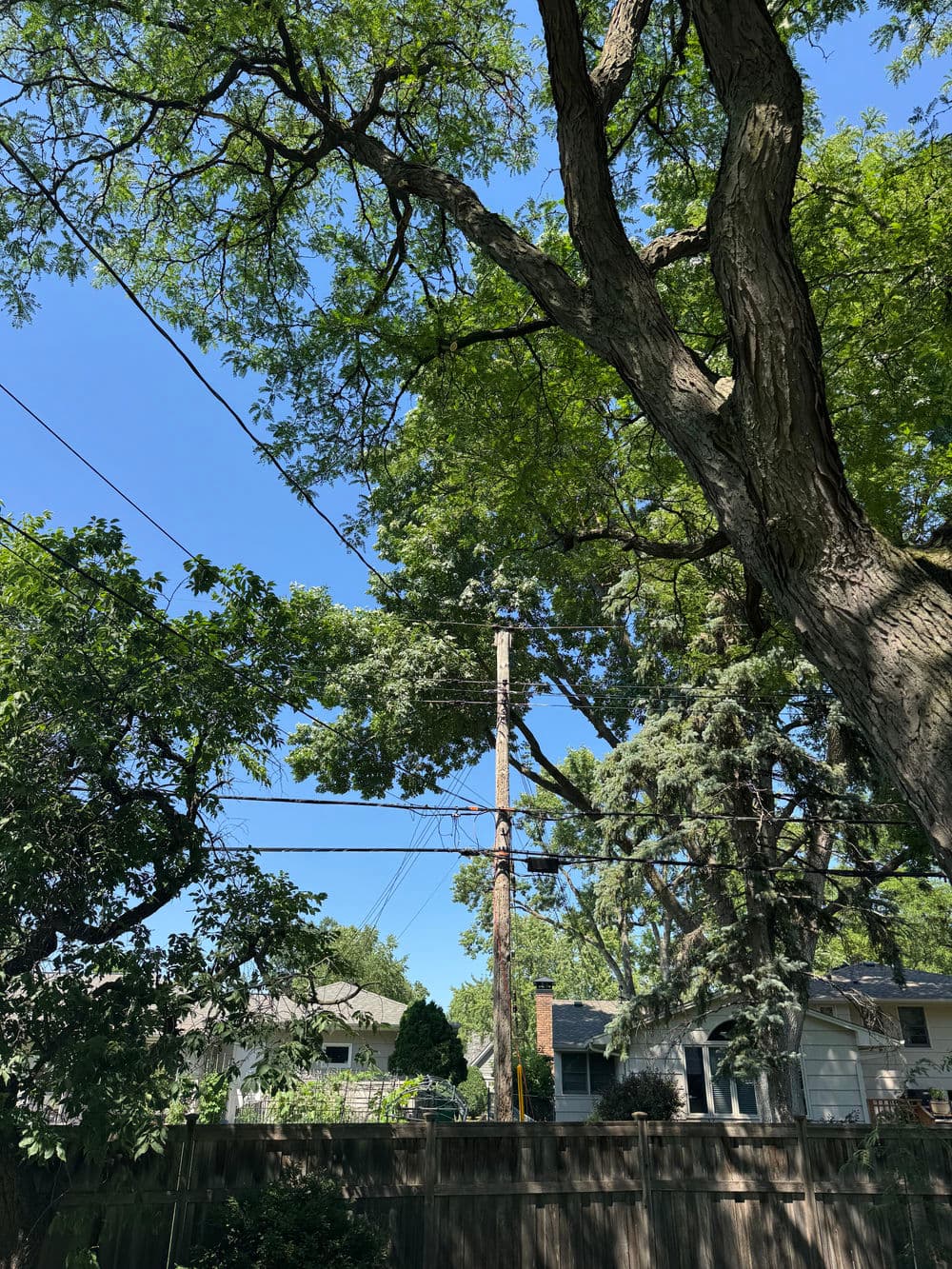 Gallery photos for Tree Pruning Around Primary Electrical Lines in Minneapolis: Image #1