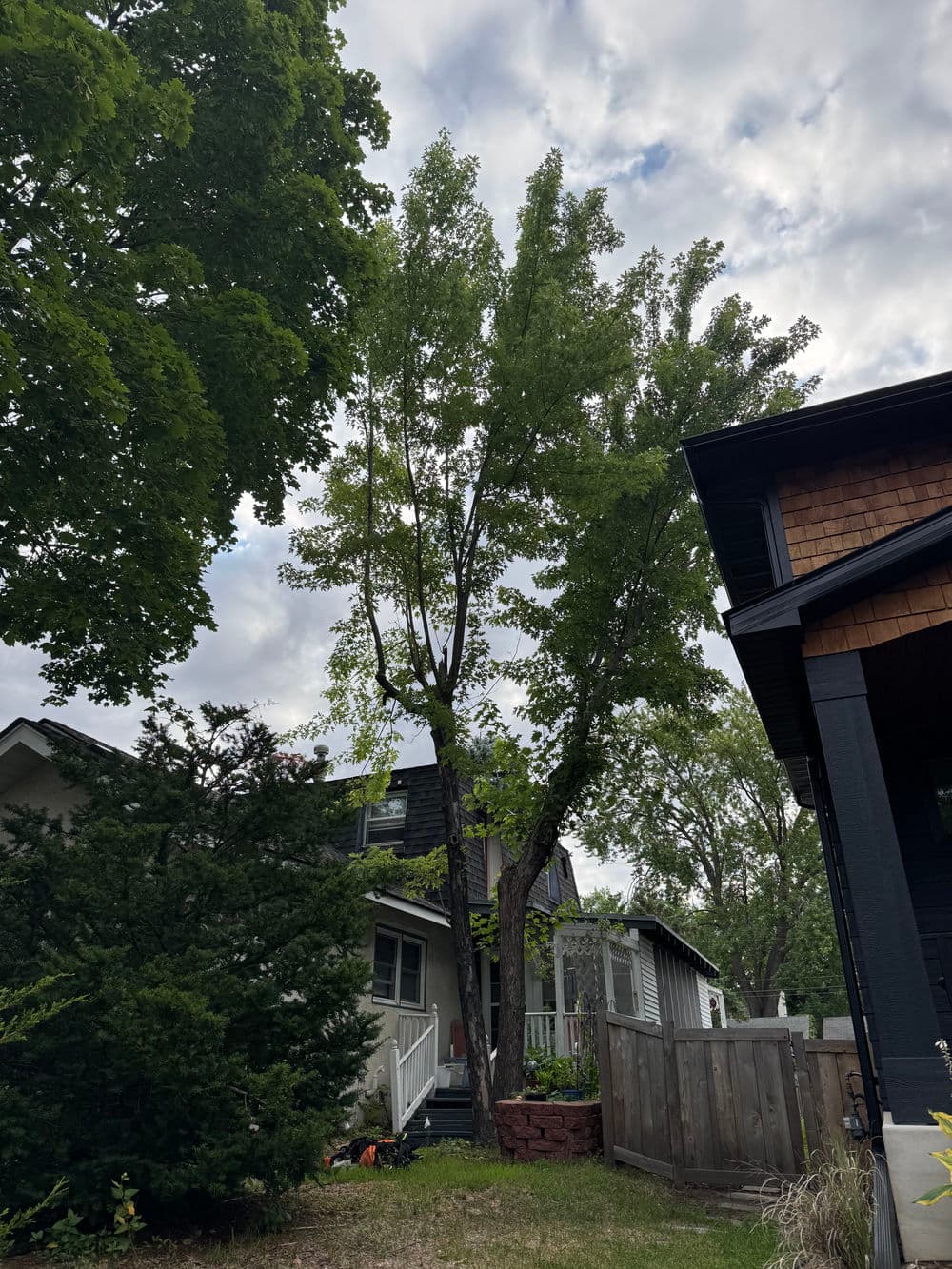 Gallery photos for Two Maple Tree Removals Done Right in Minneapolis: Image #1