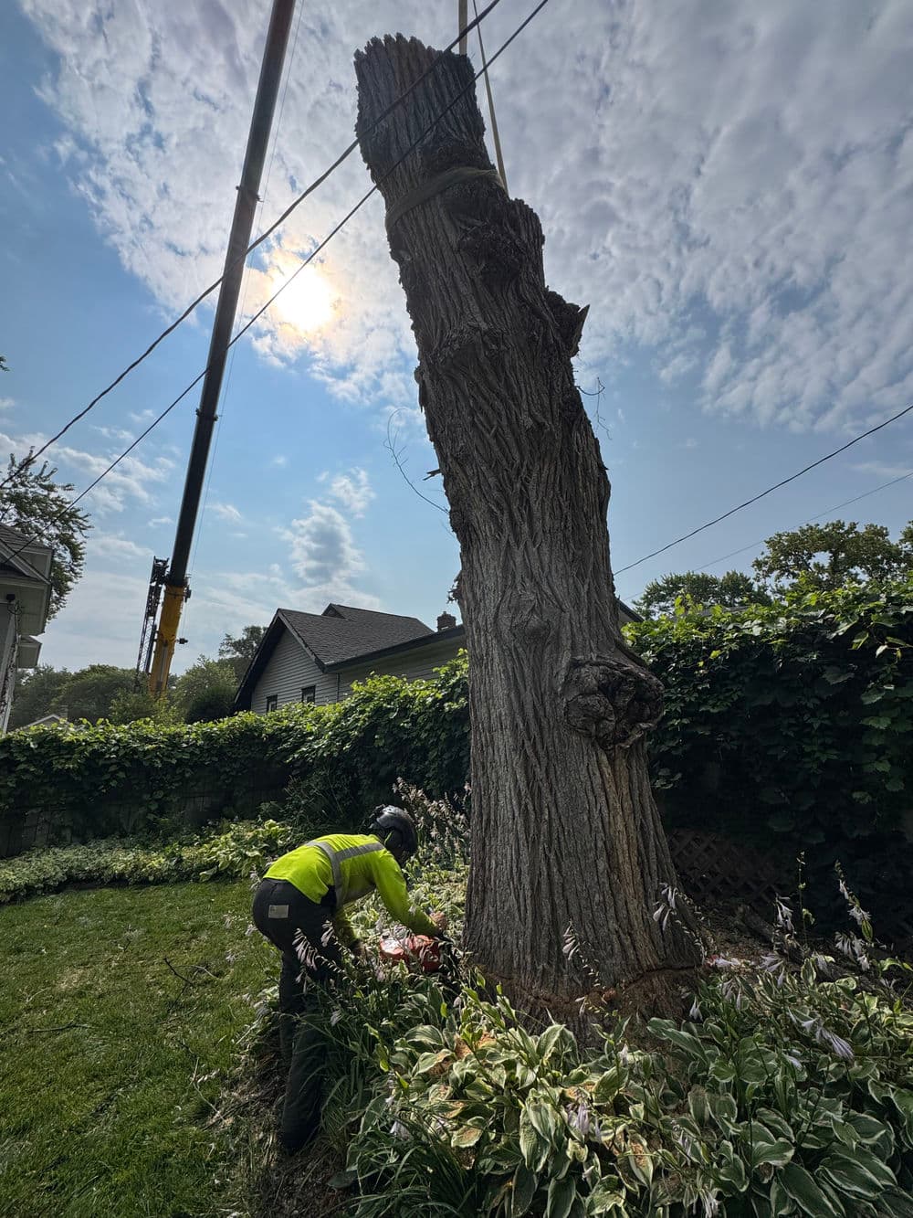 Gallery photos for Massive Dead Elm Crane Removal in Minneapolis: Image #2