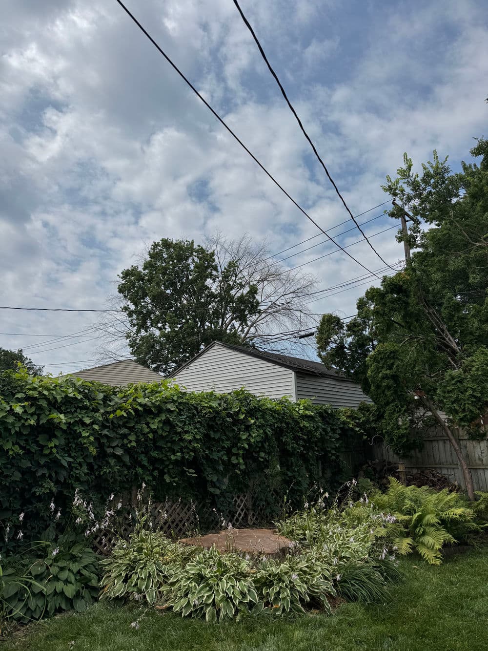 Gallery photos for Massive Dead Elm Crane Removal in Minneapolis: Image #3