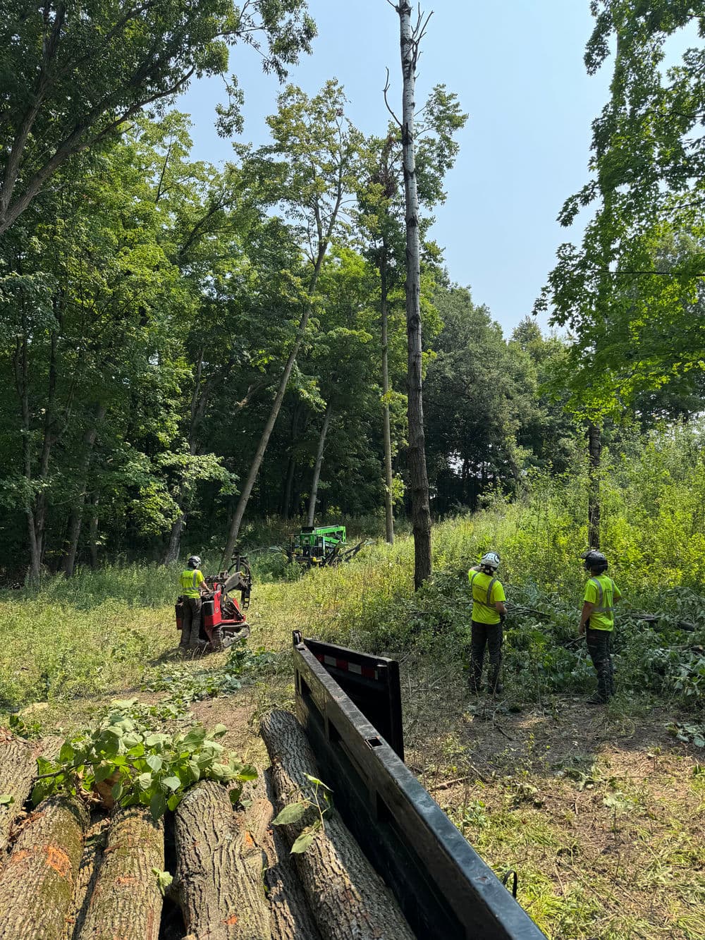 Tree Pruning and Removal Day in Mound MN image
