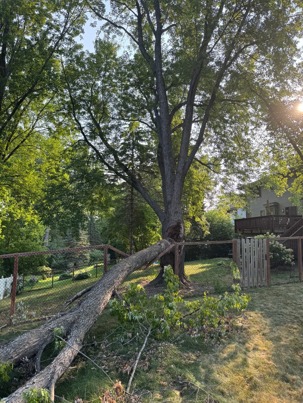 Gallery photos for Storm-Damaged Maple Crane Removal in Plymouth: Image #1