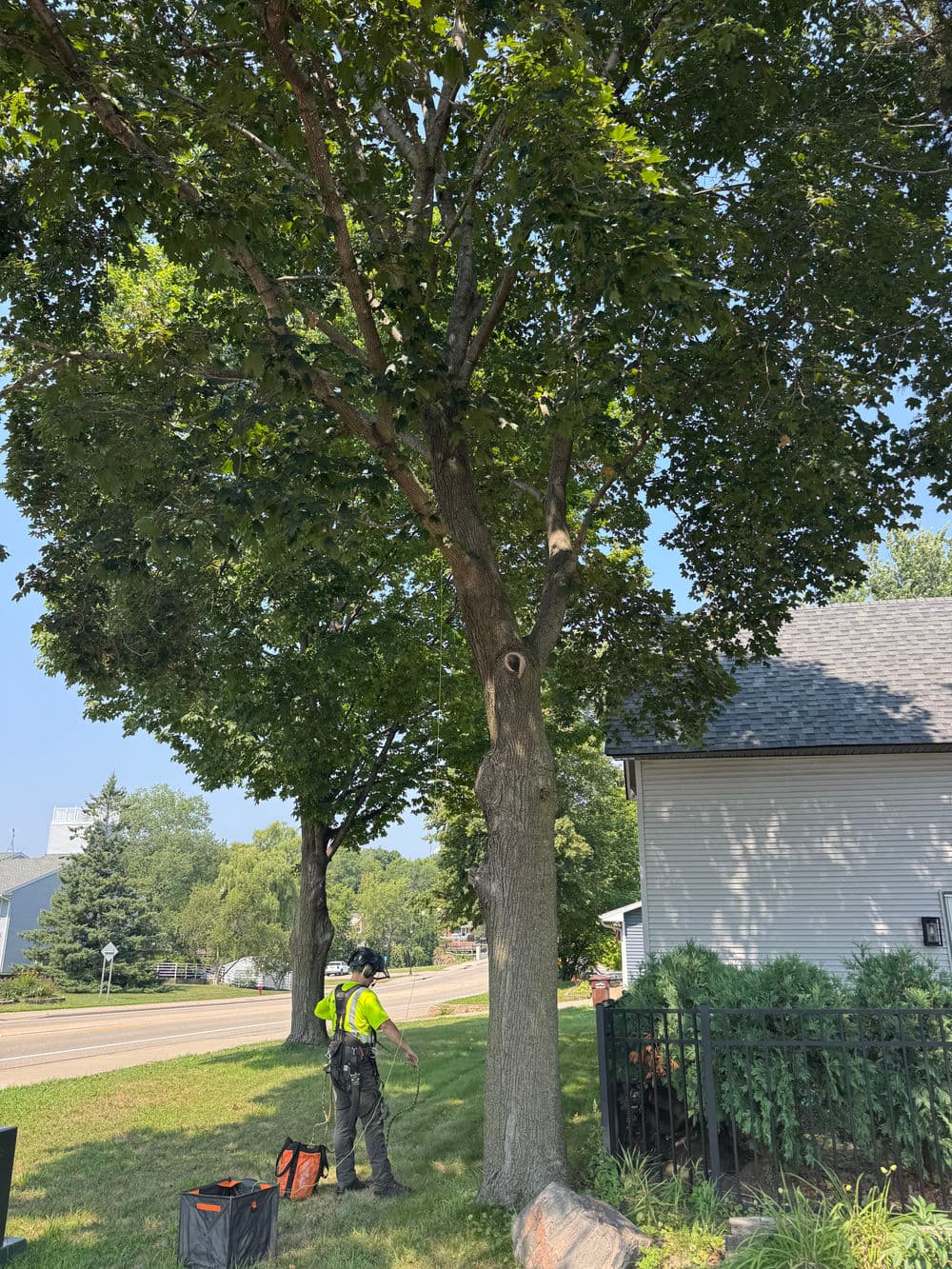 Gallery photos for Canopy Pruning on Five Trees in Watertown: Image #1