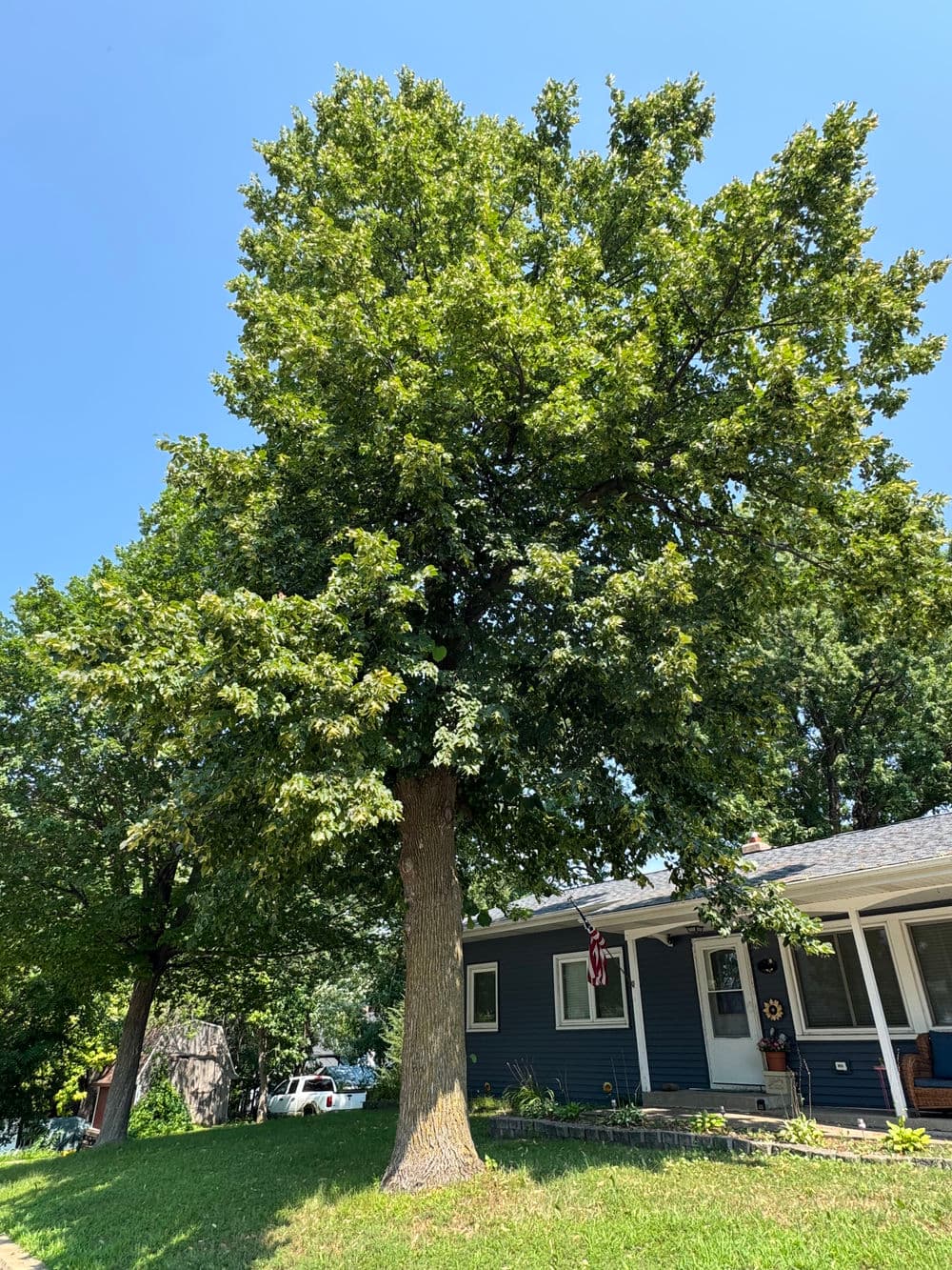 Gallery photos for Canopy Pruning on Five Trees in Watertown: Image #2