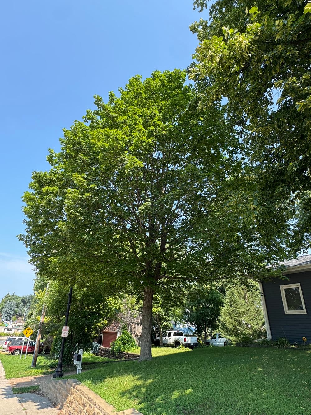 Gallery photos for Canopy Pruning on Five Trees in Watertown: Image #3