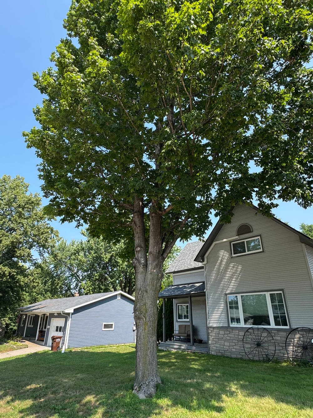 Gallery photos for Canopy Pruning on Five Trees in Watertown: Image #4