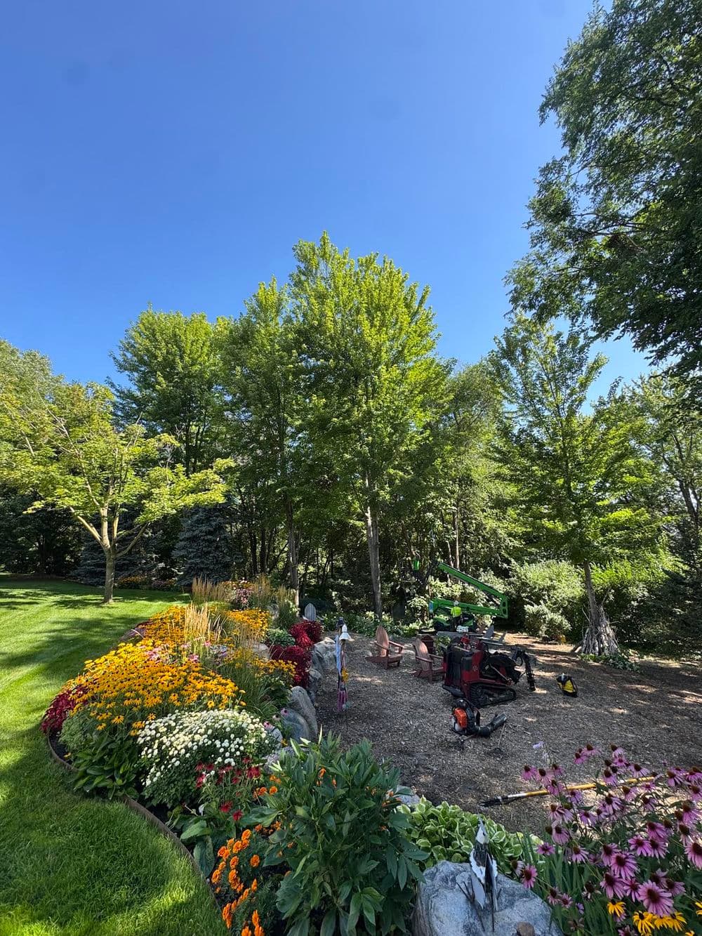 Autumn Blaze Maple Pruning and Dead Ash Removal in Chanhassen image
