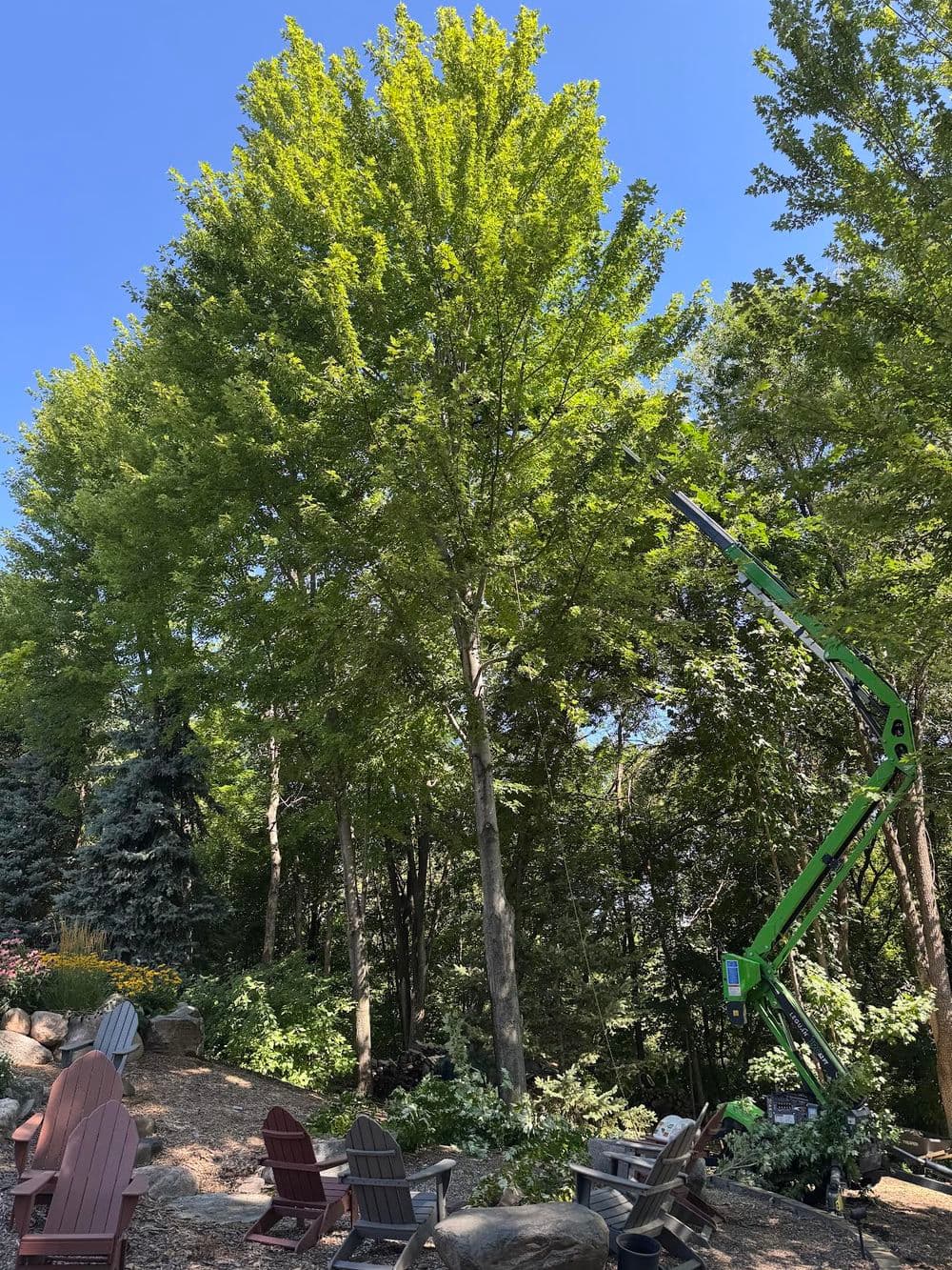 Gallery photos for Autumn Blaze Maple Pruning and Dead Ash Removal in Chanhassen: Image #1
