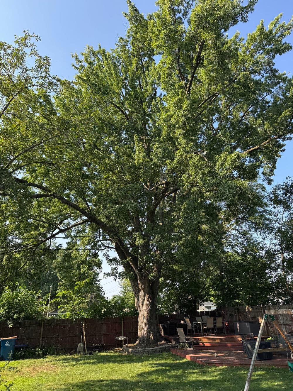 Gallery photos for Crab Apple Removal and Silver Maple Pruning in Minneapolis: Image #1