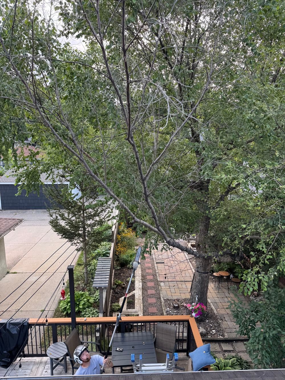 River Birch Pruning, Stump Grinding and Small Removals in Lakeville image
