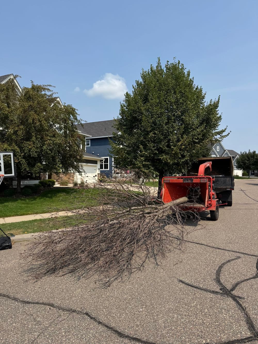 Gallery photos for River Birch Pruning, Stump Grinding and Small Removals in Lakeville: Image #3