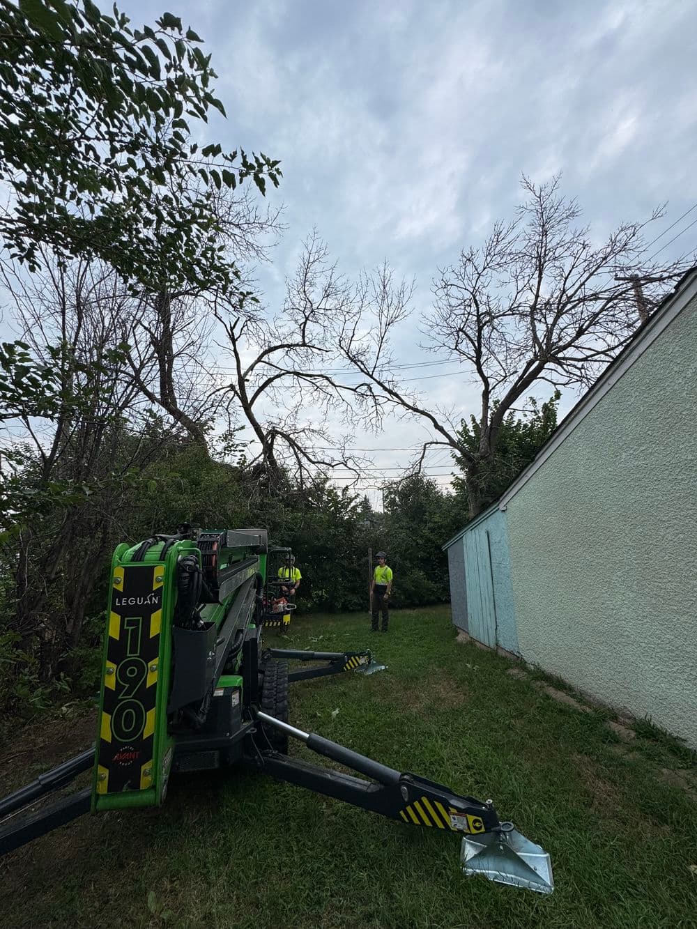 Dead Ash Tree Removal Contract Work in St. Paul image