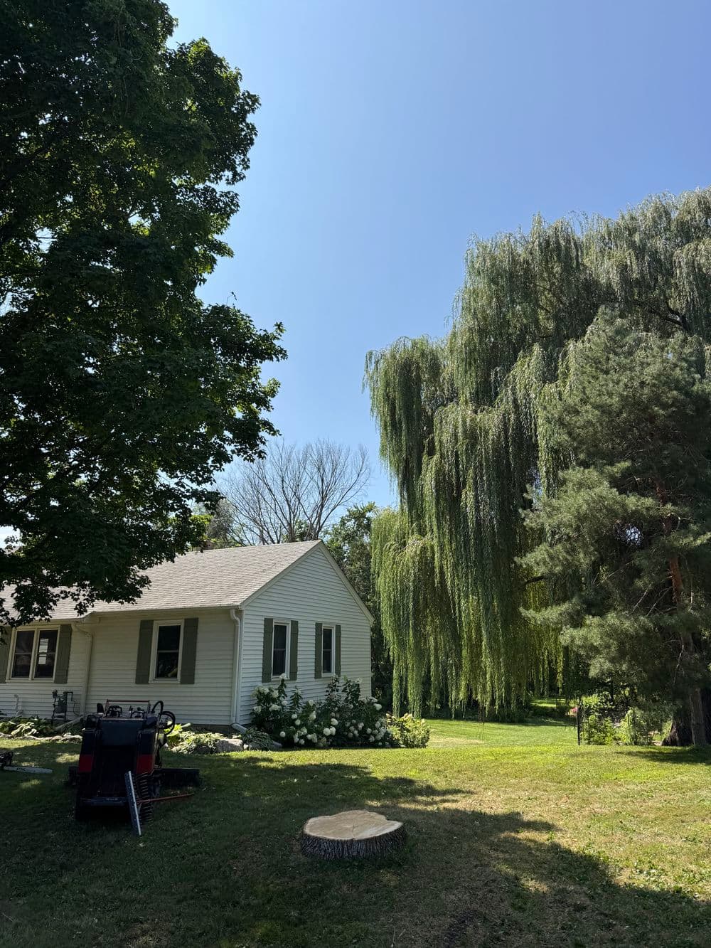 Gallery photos for Dead Ash Tree Removal in Delano Required Precise Rigging: Image #1