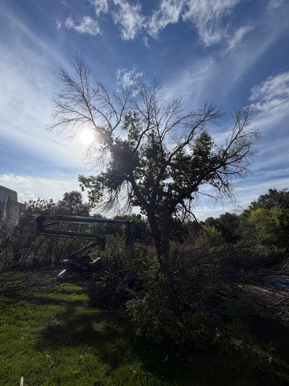 Two Large Tree Removals on a St. Michael Property image
