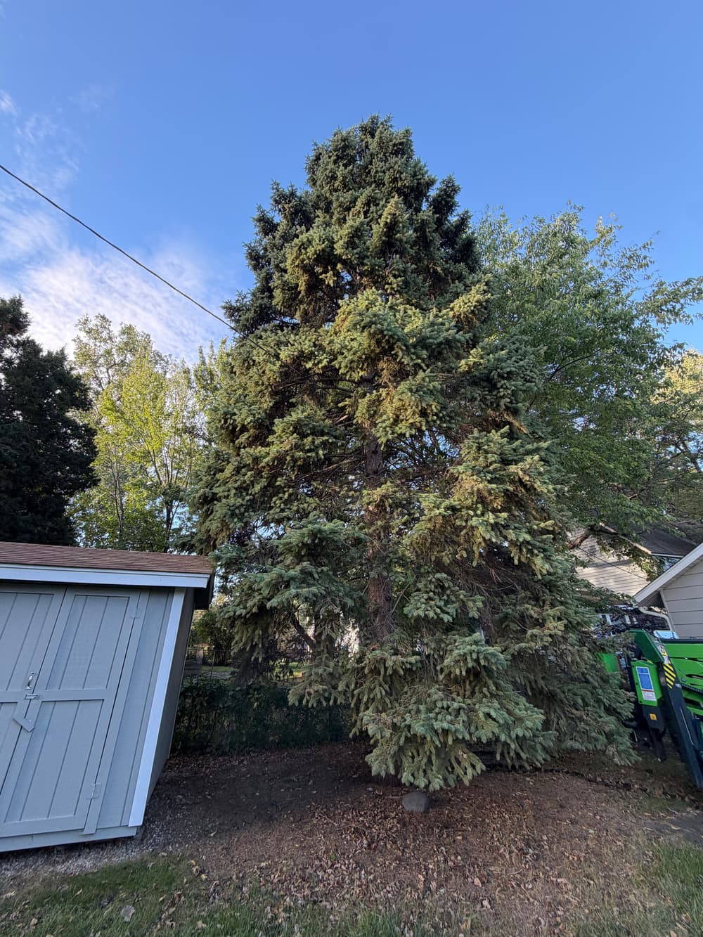 Gallery photos for Tree Removal near power line in Minneapolis, MN: Image #2