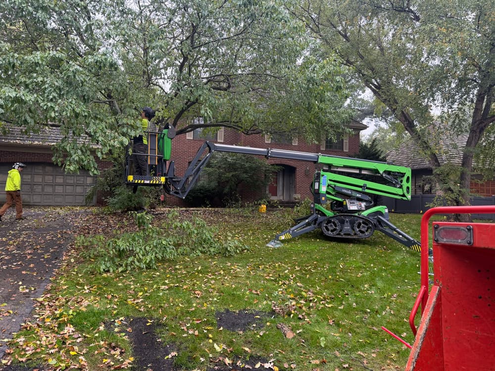 Gallery photos for Tree Pruning for Roof Clearance and Canopy Lift in Edina, MN: Image #2