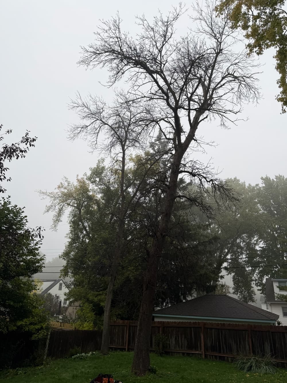 Two Diseased Ash Removals with no equipment access in Minneapolis, MN image