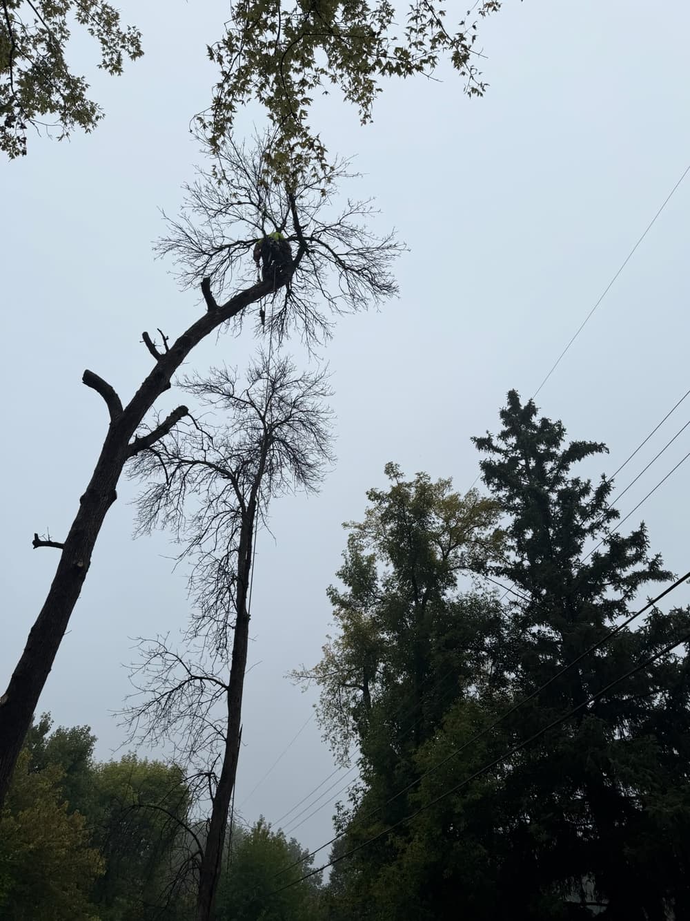 Gallery photos for Two Diseased Ash Removals with no equipment access in Minneapolis, MN: Image #1